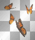 butterflies fluttering