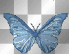 blue butterfly blue butterfly