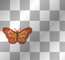 orange butterfly