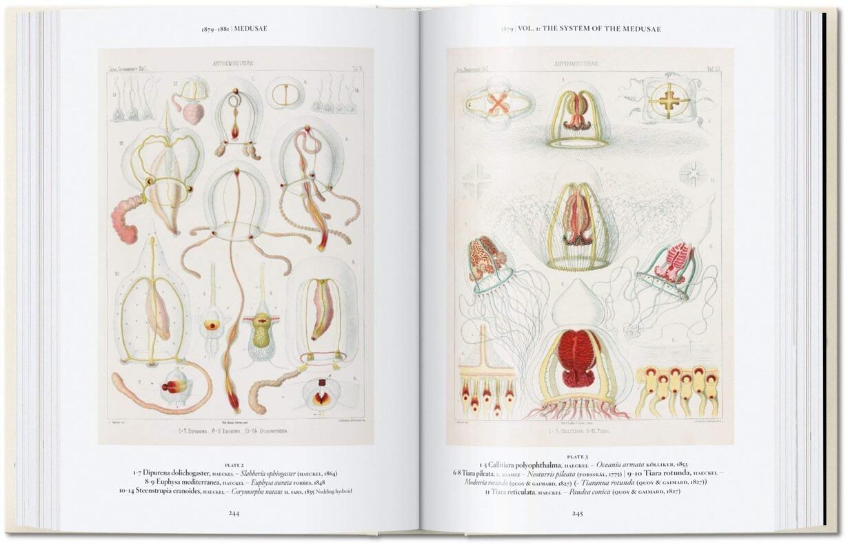40 - ERNST HAECKEL - 3