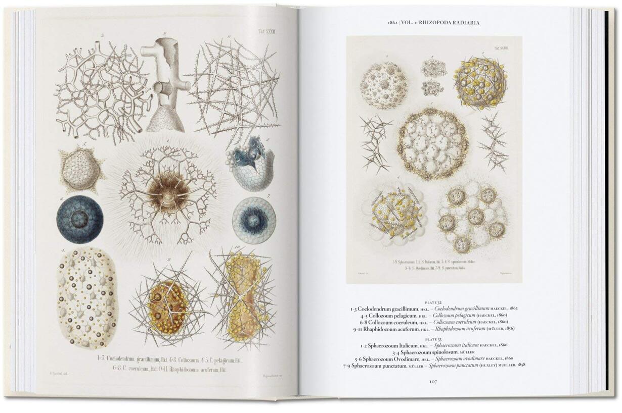40 - ERNST HAECKEL - 2