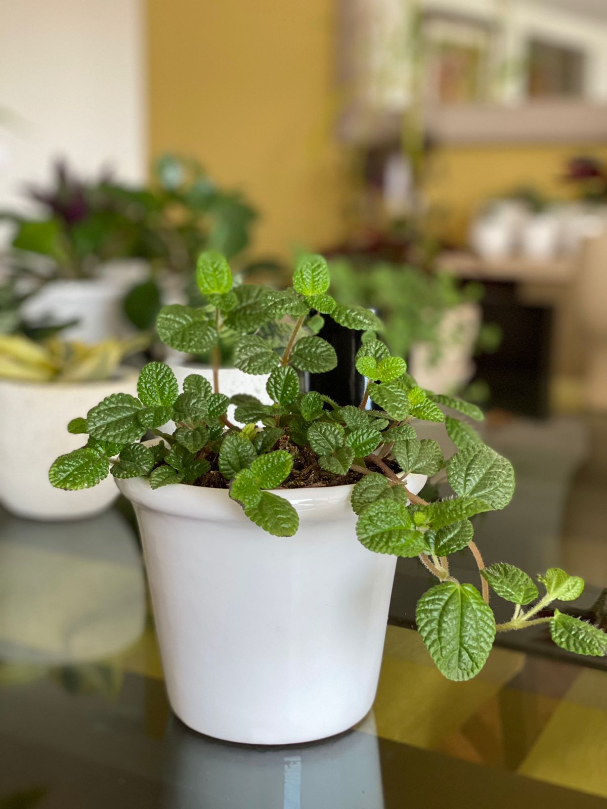 Ripley - LLAMAPLATA HOJA GRANDE