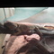Bearded Dragon