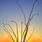 Photography * Wedding / Party / Event in Orange County, CA