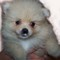 PUPPIES AKC or CKC registered