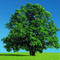 Tree Service Removal Cutting