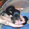 Yorkie Puppies which I sell for $900.00 and up