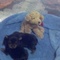 Yorkie Puppies which I sell for $900.00 and up
