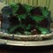 Extraordinary Confections