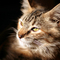 Pet Photography