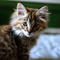 Pet Photography
