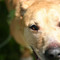 Pet Photography