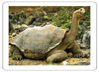 Galapagos