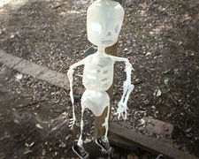 Eco Skeleton