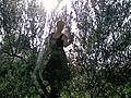 MAGPIEFAERIE
