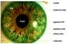 GreenEyes