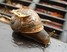 BARRYTHESNAIL