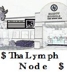 Tha_Lymph_Node