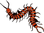 Centipede_medium
