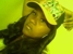 ashley_nep