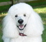 PoodleBoy6040