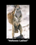 Squirrel_medium