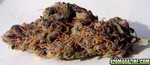 Purple_jack_2_medium