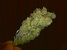the_sizzla_2004