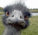Ostrich_medium