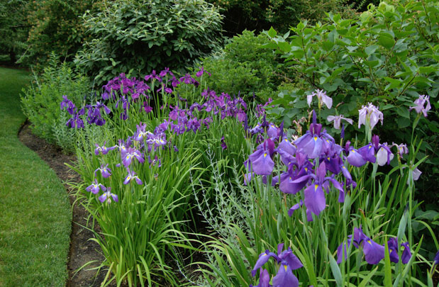 Little_Silver_12