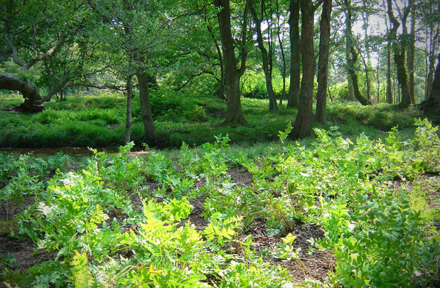 Welltower_folly_07