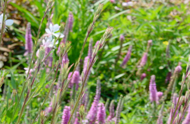 Shinnecock_Garden_03