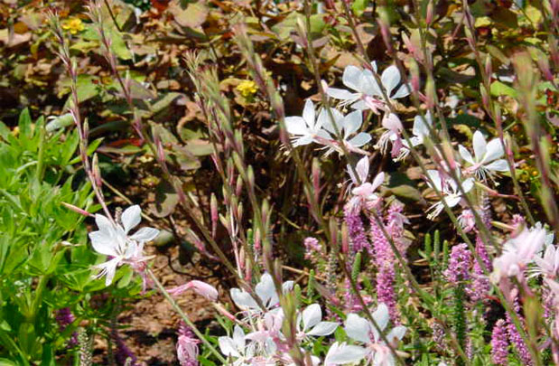 Shinnecock_Garden_04
