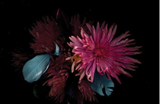 Garden_Proposal_01