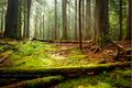 Light in the Forest