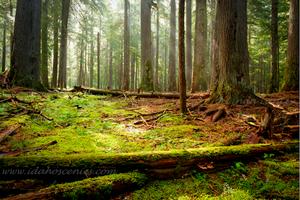 Light in the Forest