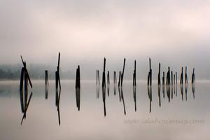 Pend Oreille Pilings