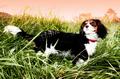 Pet Photography Pixi