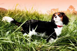 Pet Photography Pixi