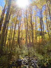 Fall Color
