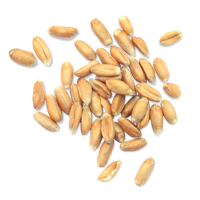 Spelt