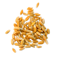 Wheat_hard_red_spring
