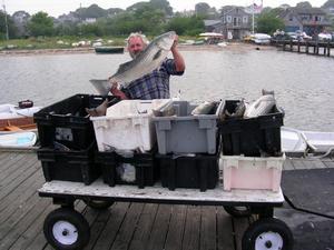Striped Bass