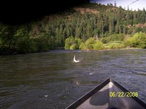 Steelhead in the air Klickitat