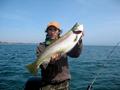 Spring Brown Trout