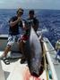 Yellow Fin Tuna 200+ lbs