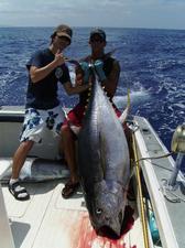 Yellow Fin Tuna 200+ lbs