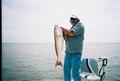 Bull Reds