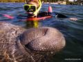 Swim with manatees
