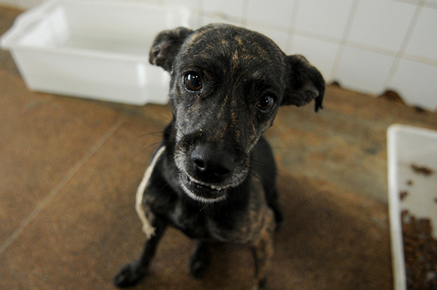 catioroadoçãoanimais-1493936680